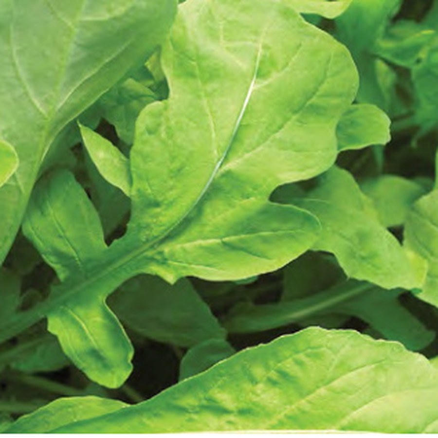 ASTRO Arugula Grower Pack