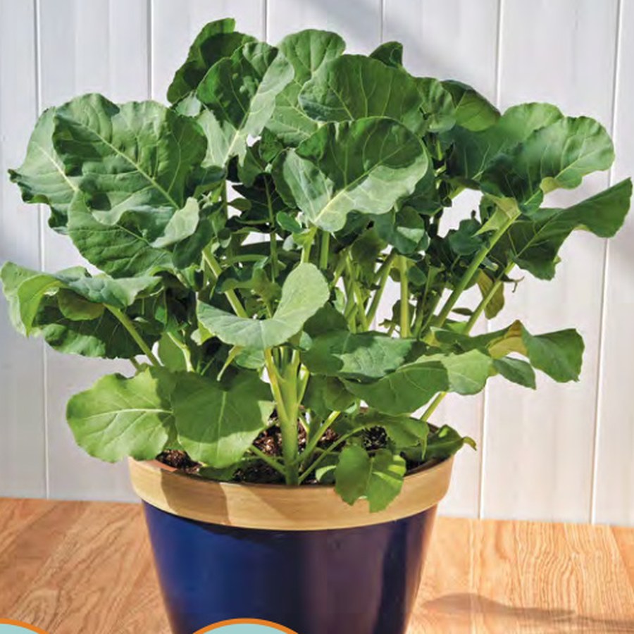 ASPABROC Baby Broccoli Grower Pack