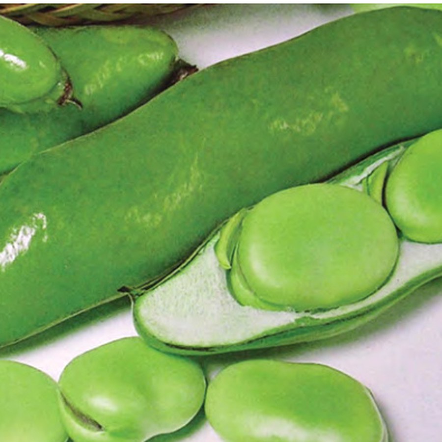JUMBO Fava Bean Grower Pack