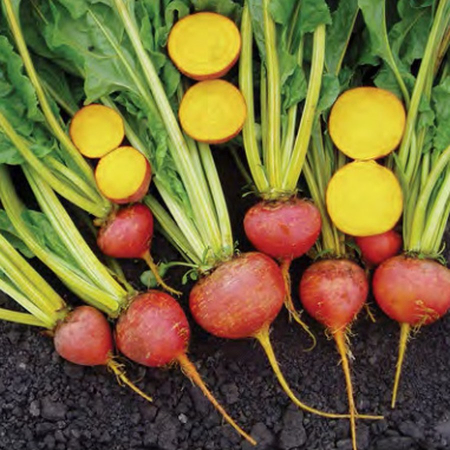 TOUCHSTONE GOLD Beet