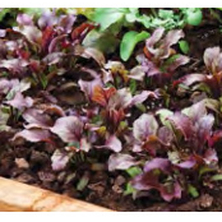 BULLS BLOOD Beet Grower Pack