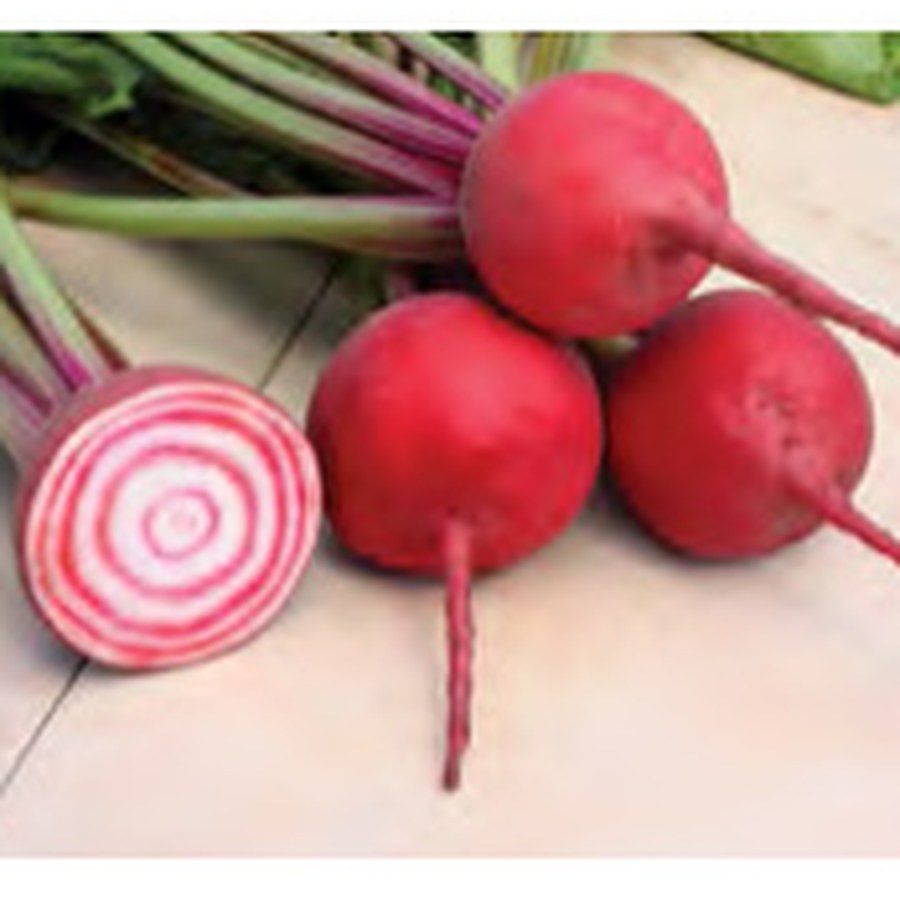 CHIOGGIA GUARDSMARK Beet