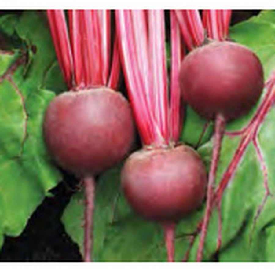 DETROIT SUPREME Beet Grower Pack