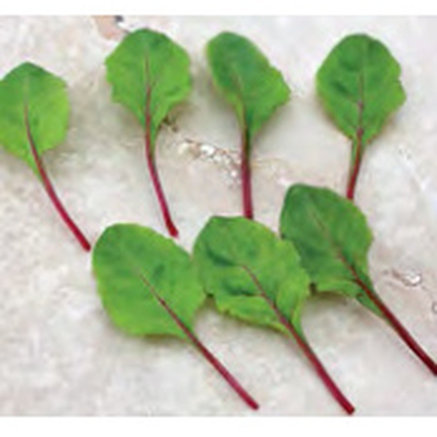 FRESH START Beet Greens Grower Pack