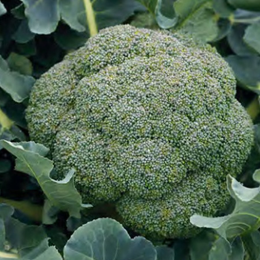 GODZILLA Broccoli
