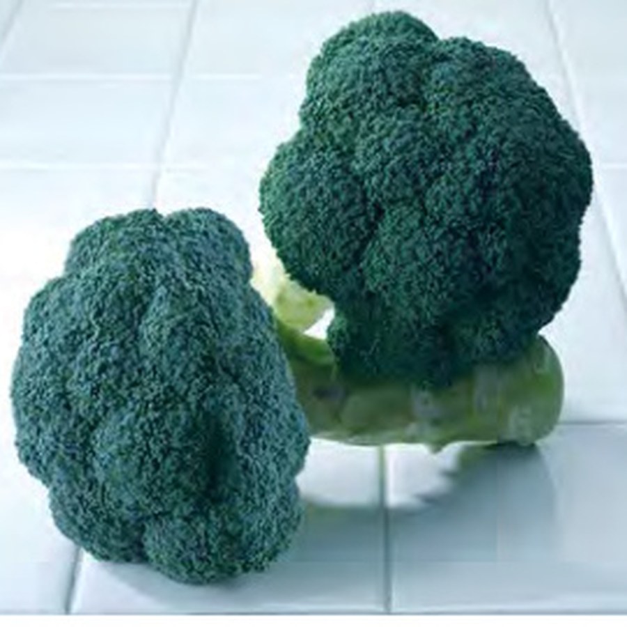 AVENGER Broccoli