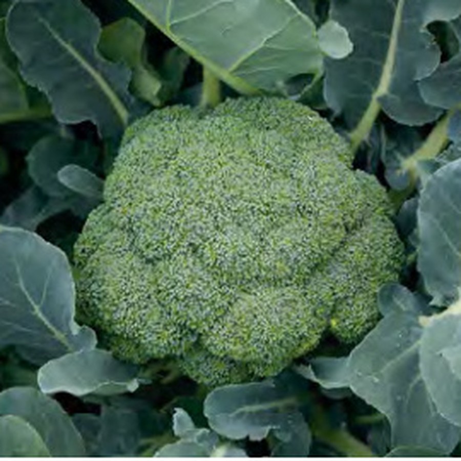 GREEN MAGIC Broccoli Grower Pack