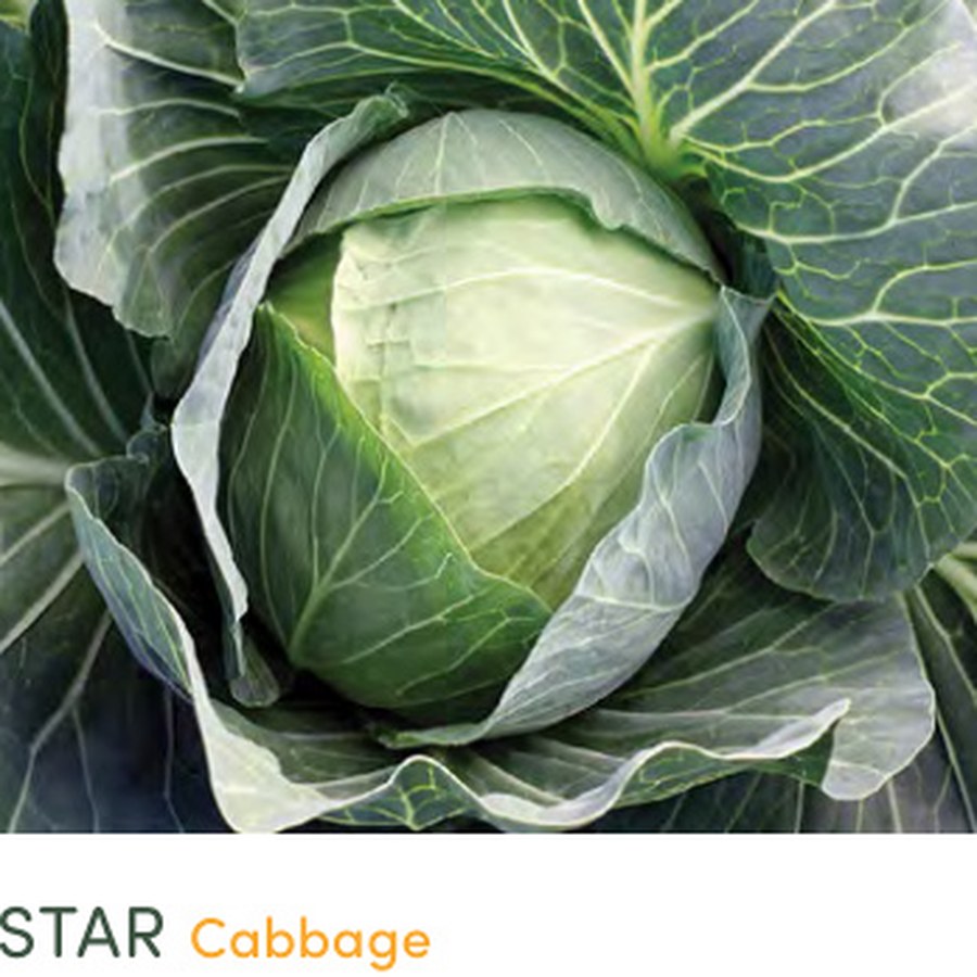SUPERSTAR Cabbage