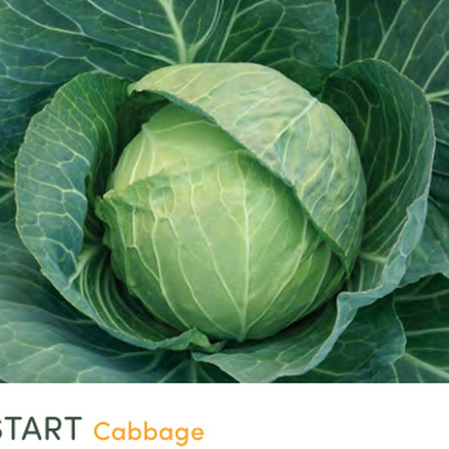 HEADSTART Cabbage