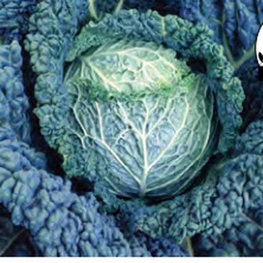 SAVOY KING Cabbage Grower Pack