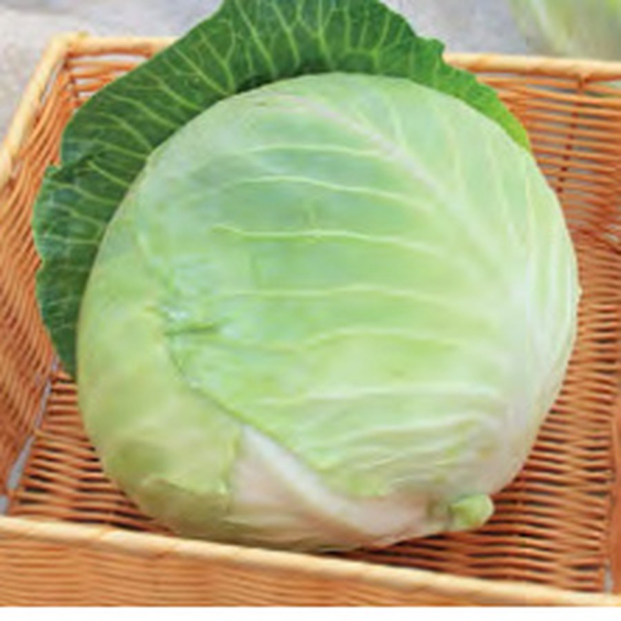 STORAGE #4 Cabbage