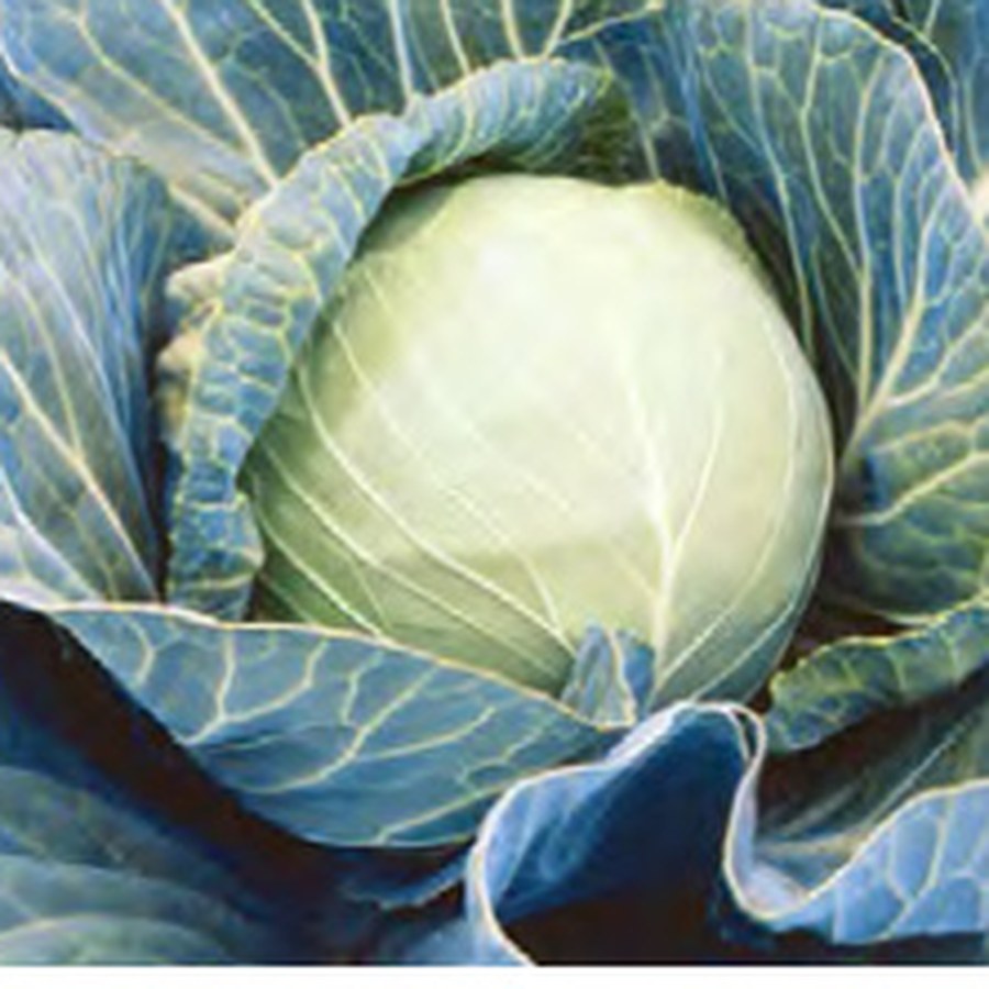 STONEHEAD Cabbage Grower Pack