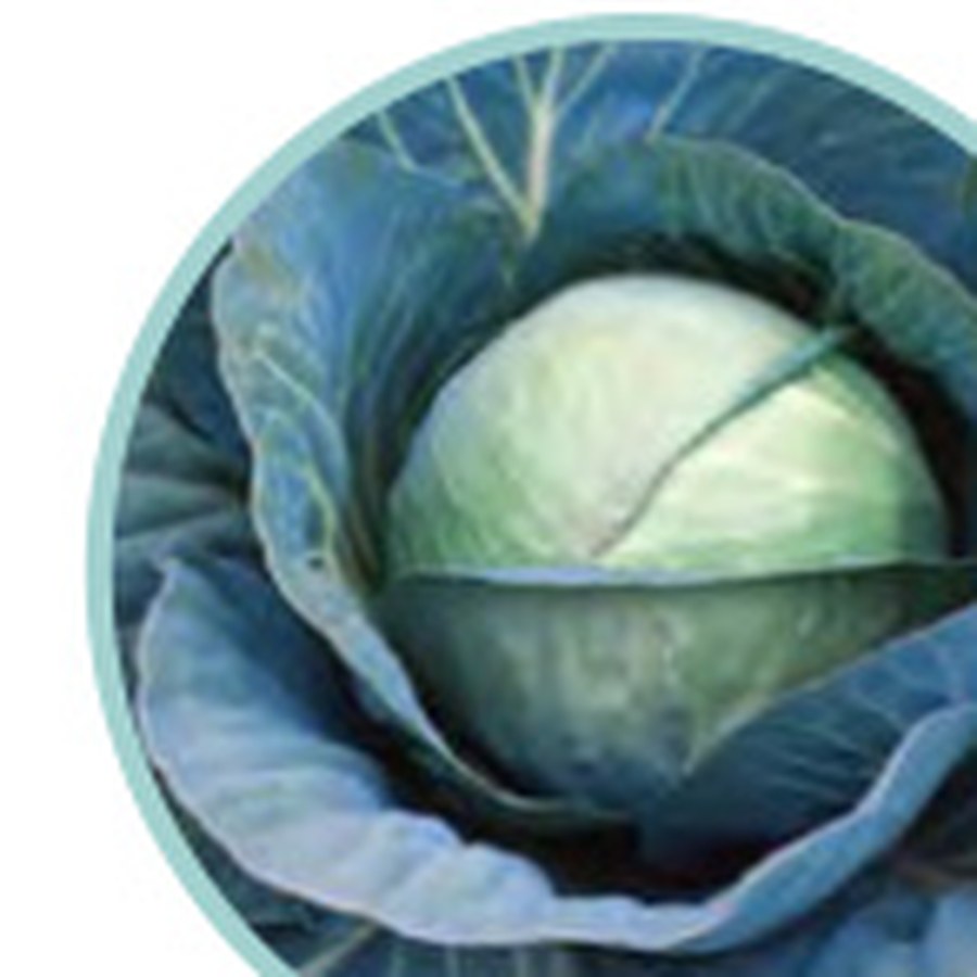 CHARMANT Cabbage