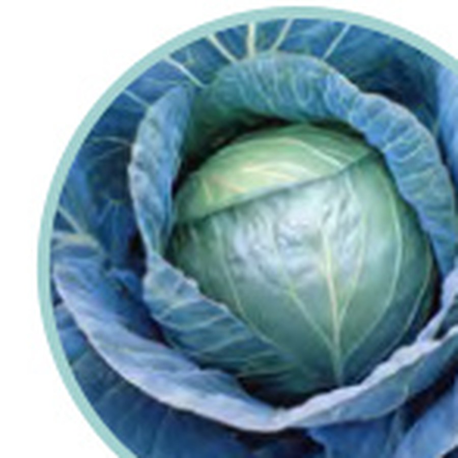 BLUE VANTAGE Cabbage Grower Pack