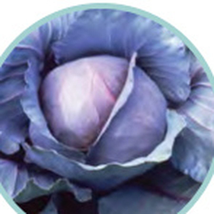 RED JEWEL Cabbage