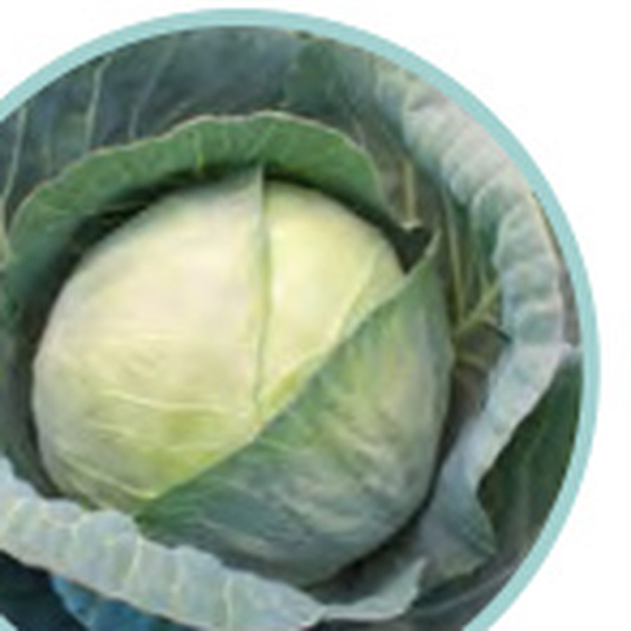 XTREME VANTAGE Cabbage Grower Pack