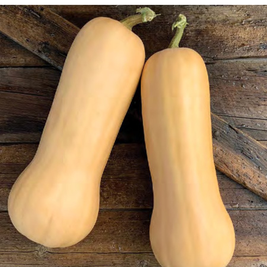 GENESIS Squash Grower Pack